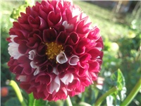 4187626f-Picture 003.jpg